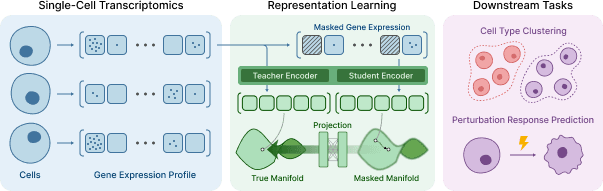 Cell-JEPA: Latent Representation Learning for Single-Cell Transcriptomics
