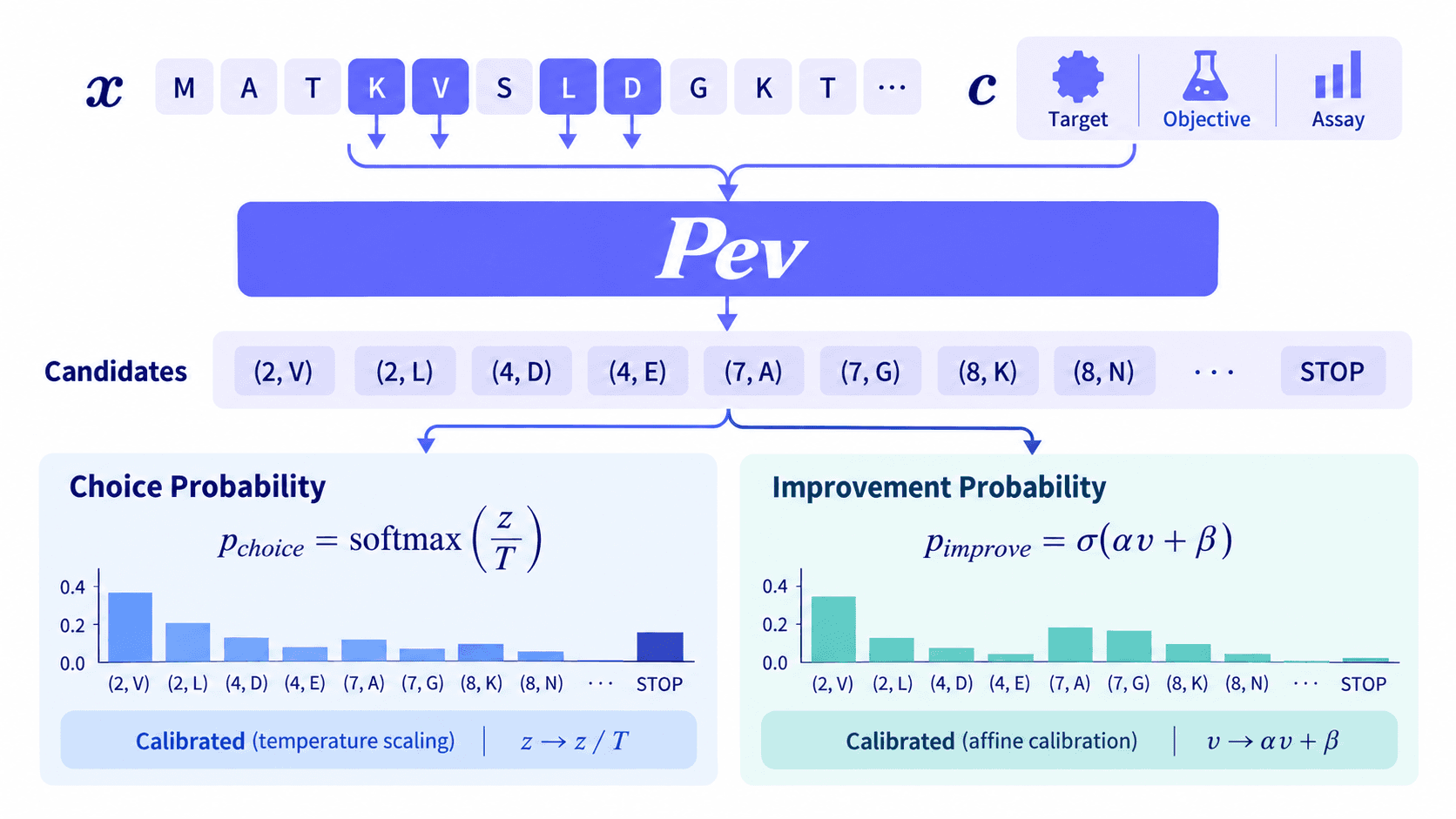 Pev method: parent sequence and assay context enter one encoder pass, which scores every allowed single substitution and STOP in parallel, emitting a temperature-calibrated choice distribution and an affine-calibrated improvement probability per edit.