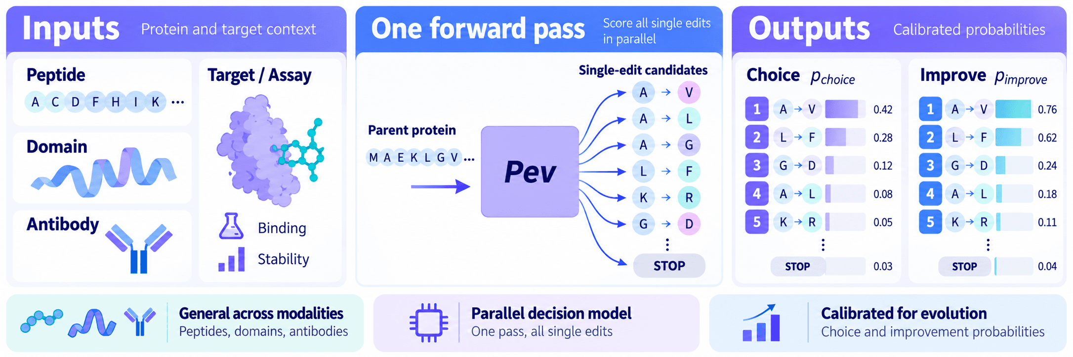 Pev overview: peptides, domains, and antibodies with a target and assay context go in; one forward pass scores every single edit and STOP in parallel; calibrated choice and improvement probabilities come out.